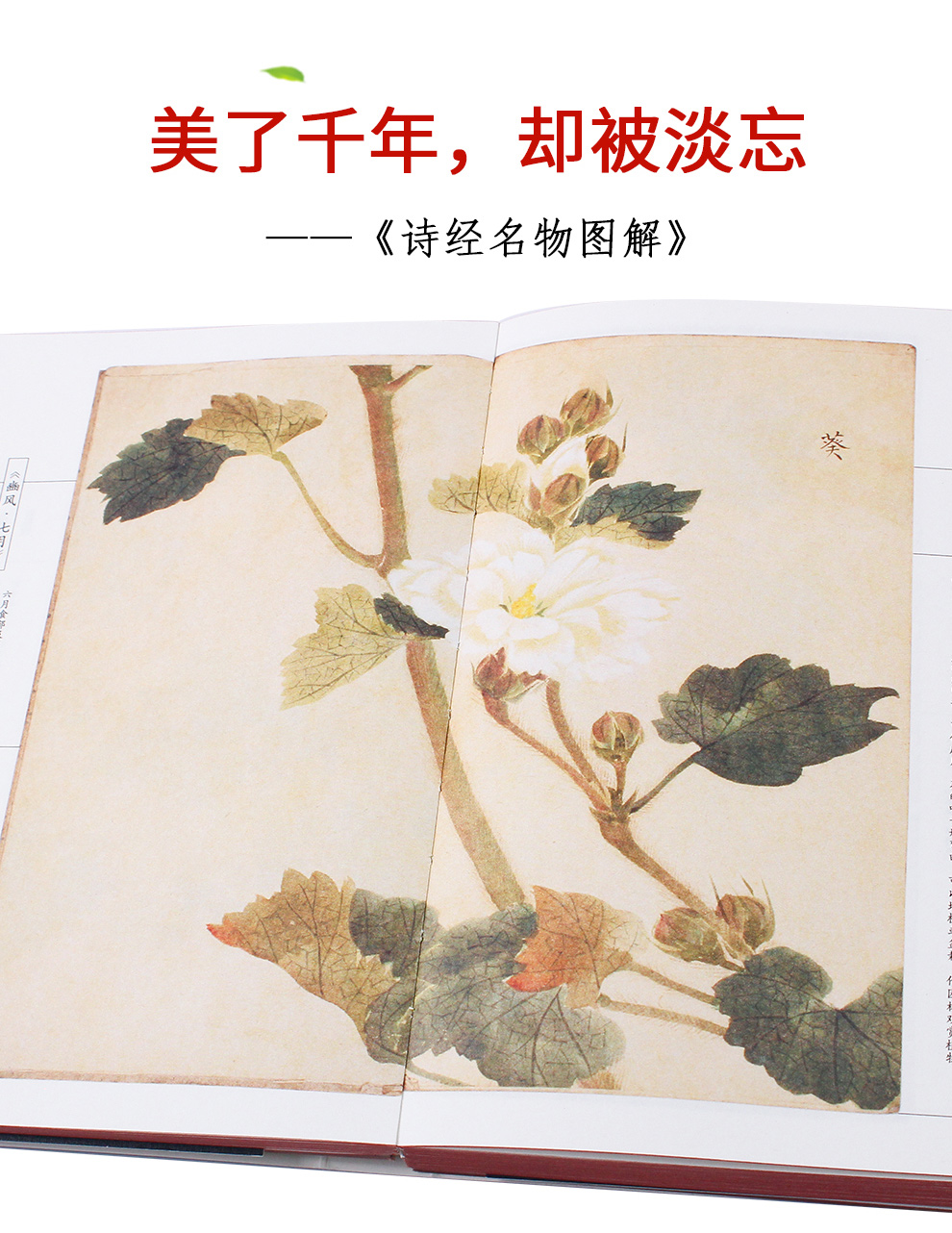诗经名物图解_02.jpg